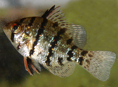 Blackbanded sunfish